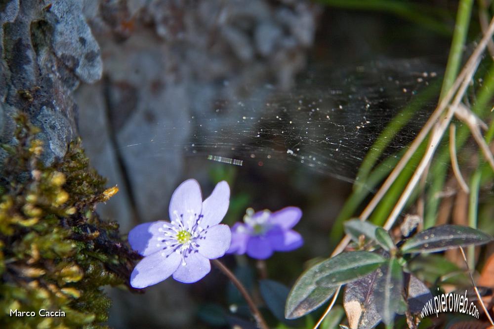 15_hepatica nobilis (erba trinità).jpg